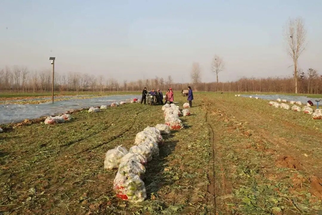 正陽縣大林鎮(zhèn)：沙土地里結(jié)出“致富果” 特色種植鋪就富民路