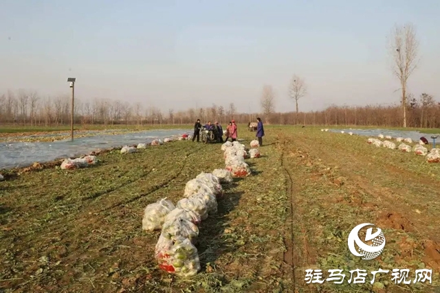 正陽(yáng)縣大林鎮(zhèn)：沙土地里結(jié)出“致富果” 特色種植鋪就富民路