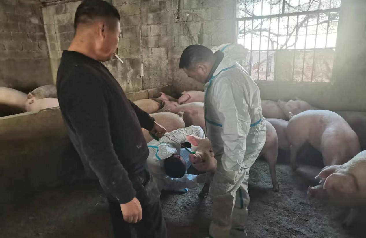 駐馬店市動物疫病防疫檢疫中心發(fā)布2026年元月份動物疫病預(yù)警預(yù)報