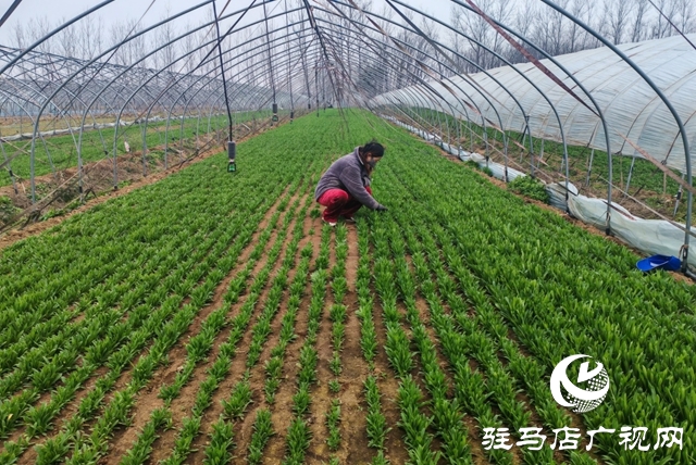 平輿縣老王崗鄉(xiāng)白龍廟村:寒冬大棚春意濃 面條菜拓寬增收路