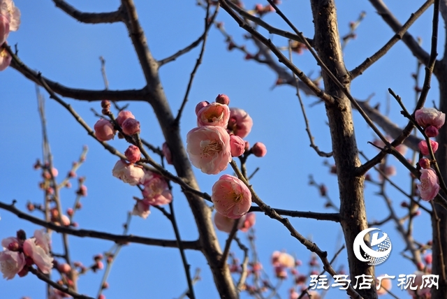 駐馬店：梅花進(jìn)入盛花期 成冬日靚麗風(fēng)景