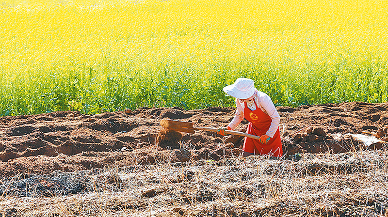 小寒農(nóng)事忙