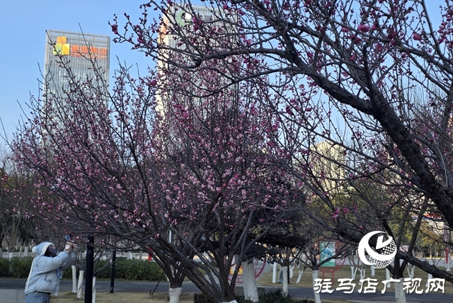 駐馬店：梅花進(jìn)入盛花期 成冬日靚麗風(fēng)景