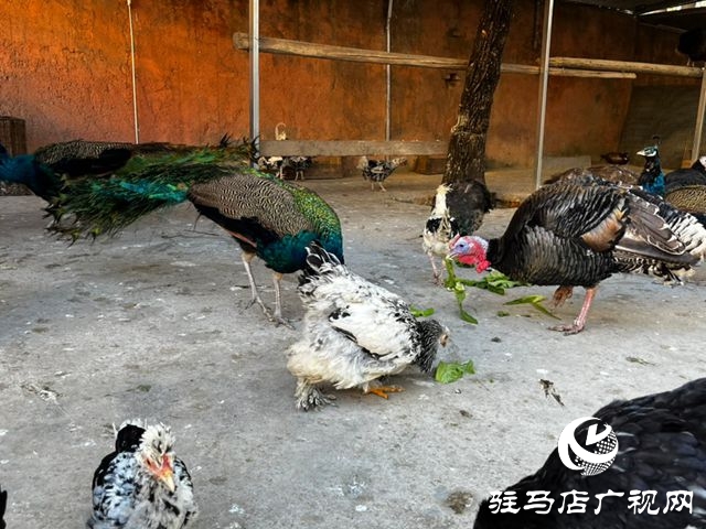 駐馬店市南海動物園孔雀園正式開放 17只&ldquo;林中仙子&rdquo;安家落戶