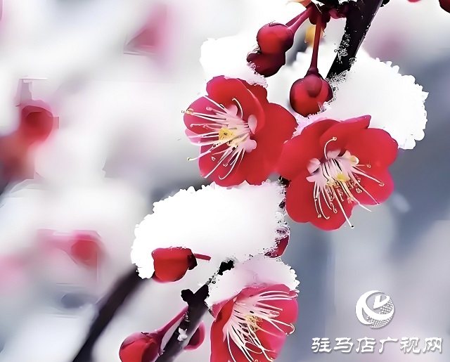  紅梅映雪盛世春
