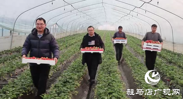新蔡縣余店鎮(zhèn)二宋莊村:草莓飄香產(chǎn)業(yè)興 特色種植促振興