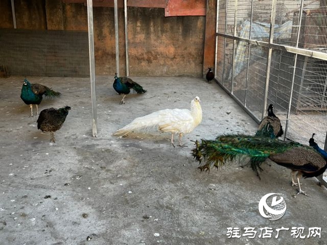 駐馬店市南海動物園孔雀園正式開放 17只&ldquo;林中仙子&rdquo;安家落戶