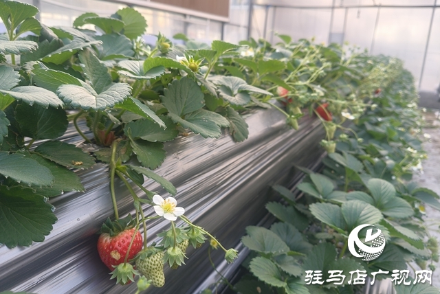 “空中草莓”熟了! 市民可入園采摘