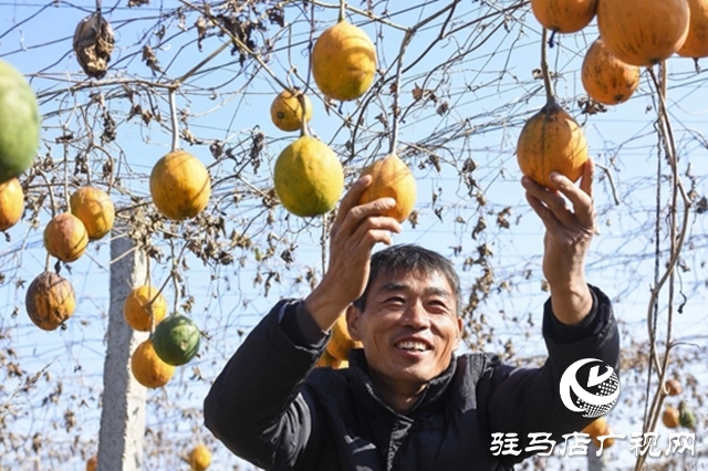 正陽(yáng)縣：電商賦能“土特產(chǎn)” 連接鄉(xiāng)村“振興路”