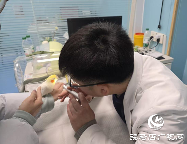 異寵如何溫暖過(guò)冬？寵物專家發(fā)布冬季養(yǎng)護(hù)指南