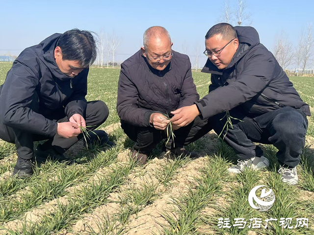 劉振芳:四十年堅守田埂 為鄉(xiāng)親蹚出增收路