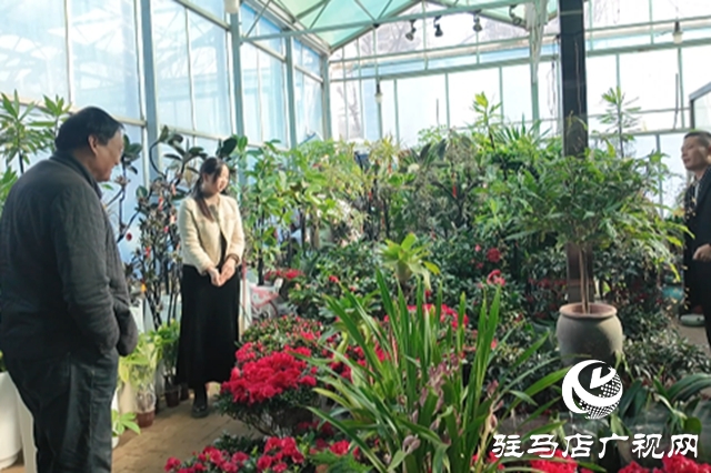 駐馬店:年宵花市春意濃 “美麗經(jīng)濟(jì)”迎新年