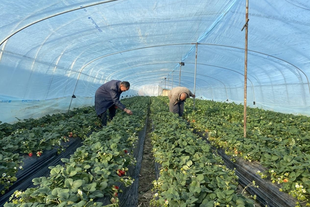 驛城區(qū)：冬日“莓”景如畫 特色采摘富了農(nóng)家