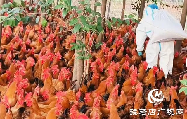 正陽縣:生態(tài)養(yǎng)殖“啄”開鄉(xiāng)村振興致富門