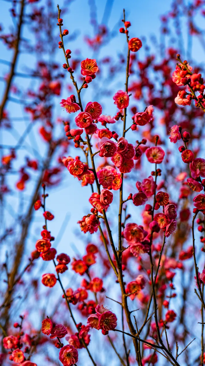 縣區(qū)動態(tài) | 梅綻枝頭俏 風(fēng)輕粉蕊香