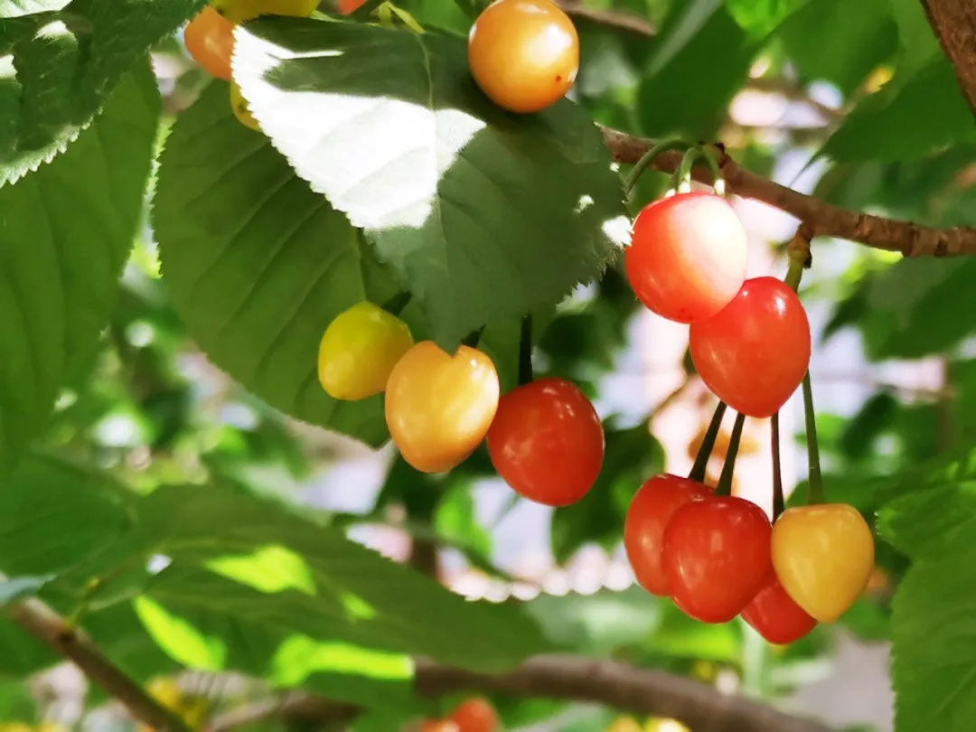 嘉源畫館——小城星火 如何照亮國(guó)展之路