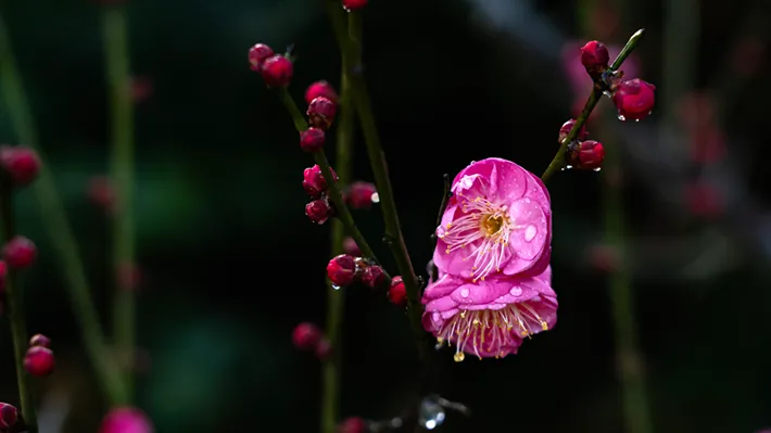 縣區(qū)動態(tài) | 梅綻枝頭俏 風(fēng)輕粉蕊香