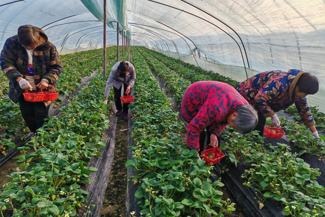 平輿縣陽城鎮(zhèn)張萬寨村：冬日大棚果飄香 親子采摘樂融融