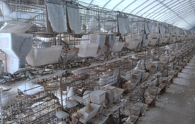 確山縣劉店鎮(zhèn)：智能化養(yǎng)鴿助力鄉(xiāng)村振興