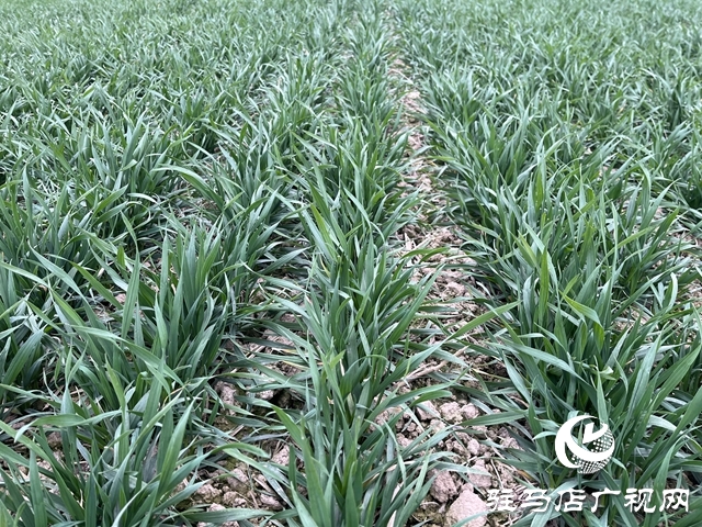 雨雪天氣即將來臨  農(nóng)業(yè)專家支招麥田管理