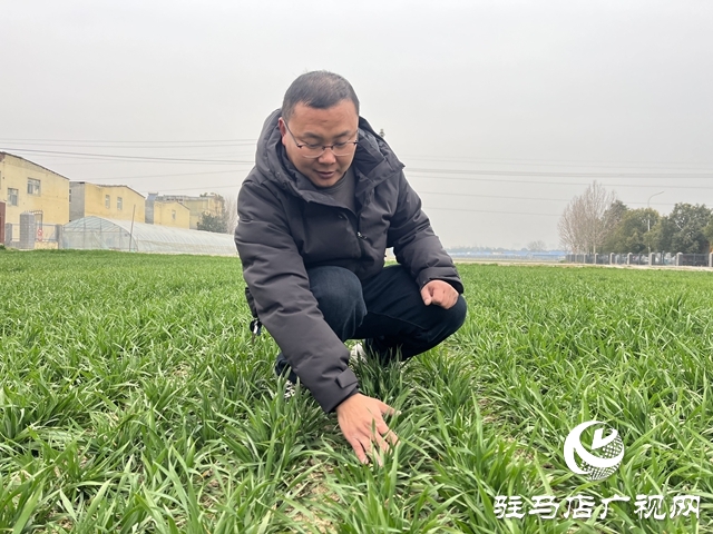 雨雪天氣即將來臨  農(nóng)業(yè)專家支招麥田管理