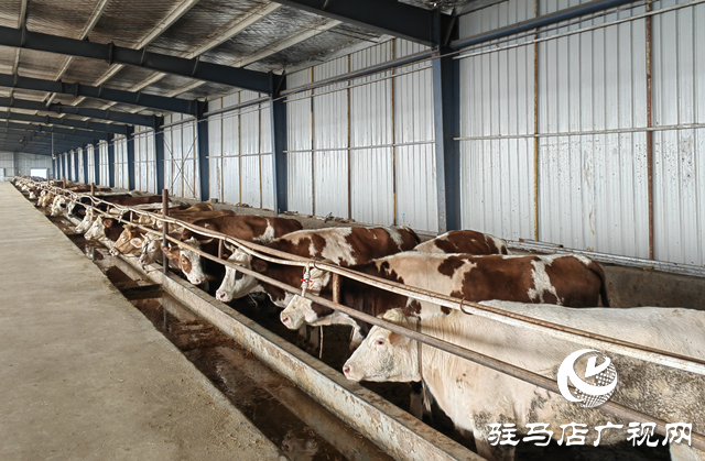 牛產(chǎn)業(yè)“犇”向致富路 羊冊鎮(zhèn)鄉(xiāng)村振興動力足