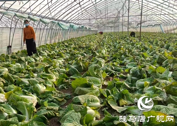 平輿縣萬(wàn)金店鎮(zhèn)：黃心白菜喜豐收 特色種植話(huà)增收