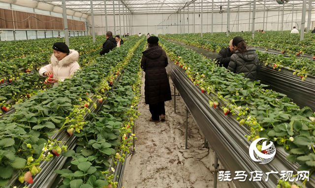  生態(tài)園空中草莓豐收 市民扎堆體驗“云端采摘”