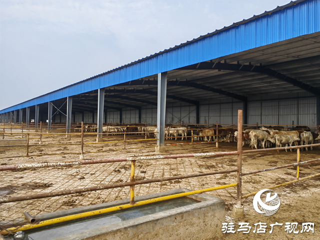 牛產(chǎn)業(yè)“犇”向致富路 羊冊鎮(zhèn)鄉(xiāng)村振興動力足