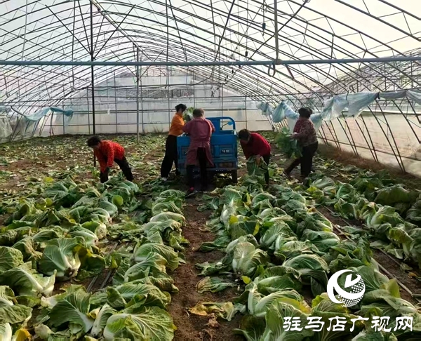 平輿縣萬金店鎮(zhèn)：黃心白菜喜豐收 特色種植話增收