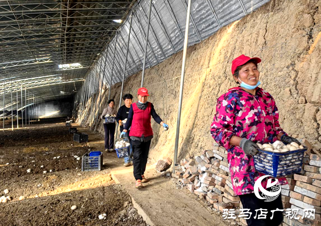 媒體搭橋解民憂 驛城雙孢菇滯銷變暢銷