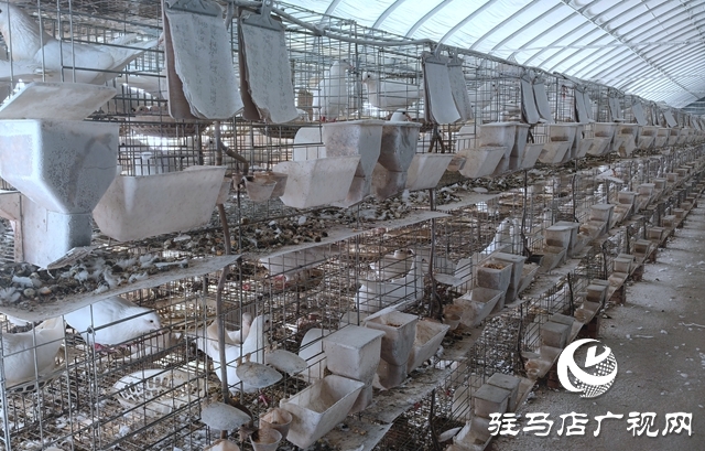 確山縣劉店鎮(zhèn):智能化養(yǎng)鴿助力鄉(xiāng)村振興
