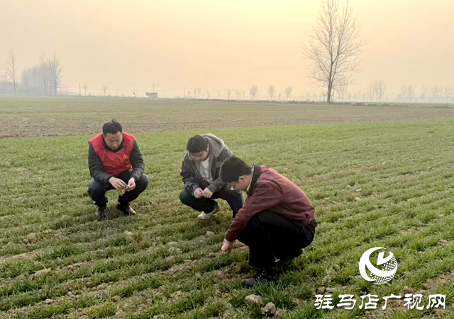 黃淮學(xué)院:科技特派員深耕田間 把論文寫在天中大地