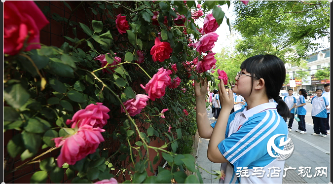 八中薔薇又開了