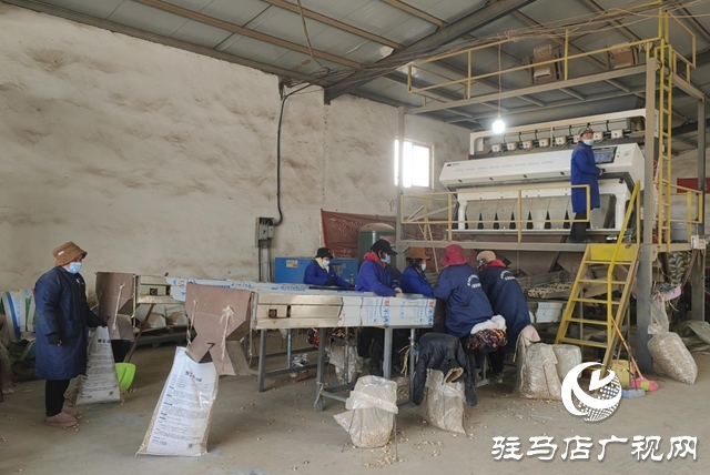 【天中光榮榜】戴子星:四十二載育良種 一生守望豐收路