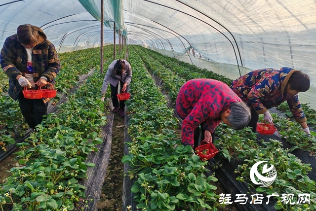 【駐馬店新聞聯(lián)播】平輿縣陽(yáng)城鎮(zhèn)張萬(wàn)寨村：“莓”好產(chǎn)業(yè)撬動(dòng)鄉(xiāng)村振興 一村一品點(diǎn)亮幸福生活