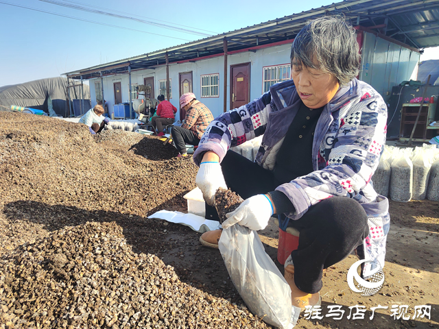 上蔡縣楊屯鄉(xiāng)楊仕位村：黨建引領產業(yè)旺 羊肚菌“撐起”致富傘