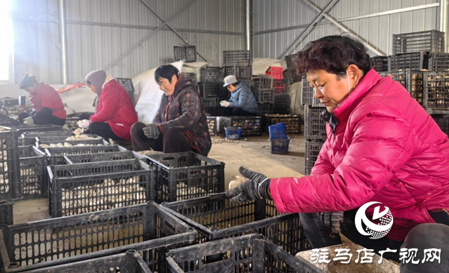 啟慧農(nóng)業(yè):鮮菌飄香迎佳節(jié) 產(chǎn)銷兩旺護(hù)航團(tuán)圓餐桌