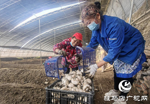 啟慧農(nóng)業(yè):鮮菌飄香迎佳節(jié) 產(chǎn)銷兩旺護(hù)航團(tuán)圓餐桌