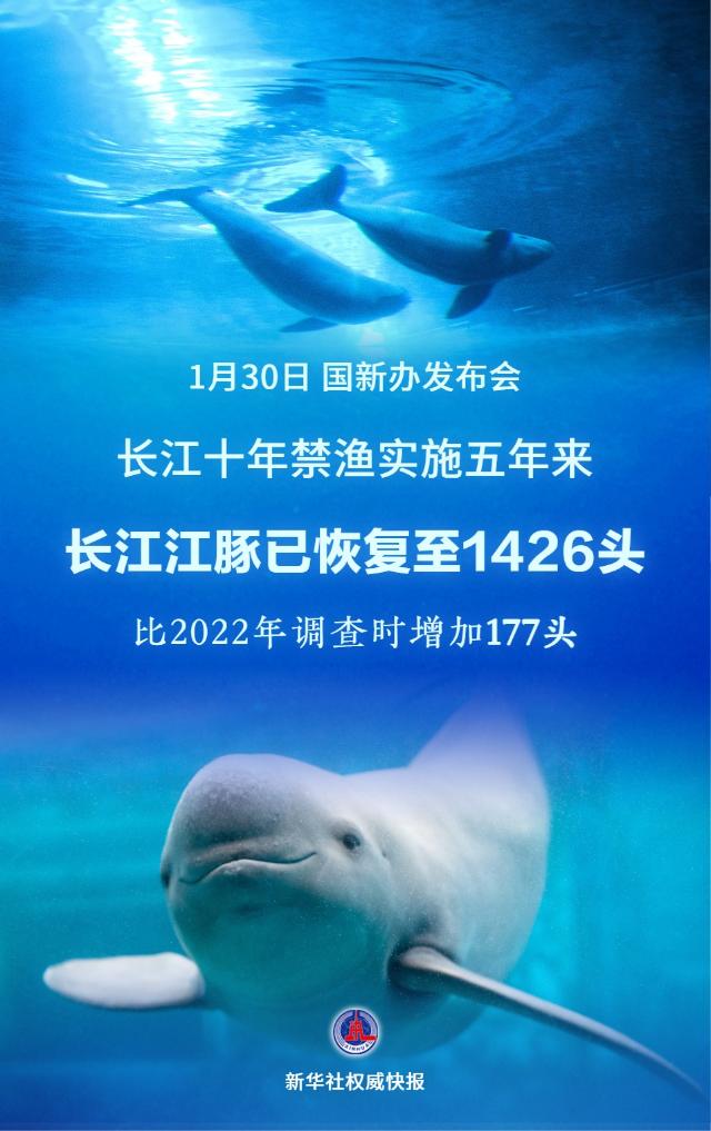 1426頭！長江江豚數(shù)量實現(xiàn)恢復(fù)性增長