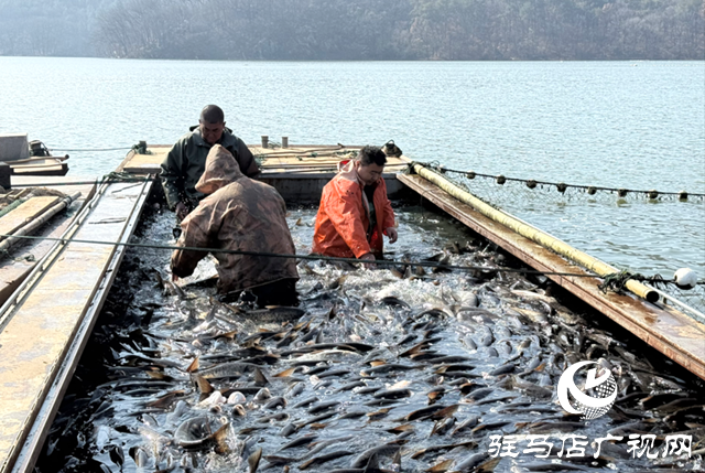 確山縣：冬捕開網魚滿艙 湖鮮飄香迎新春