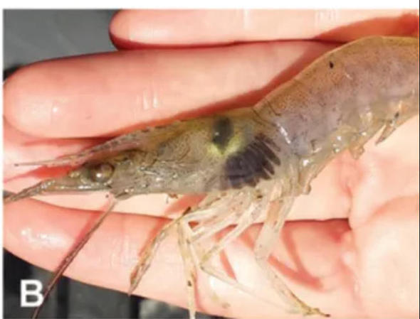 變黑的蝦還能吃嗎？這種&ldquo;黑蝦&rdquo;千萬別吃