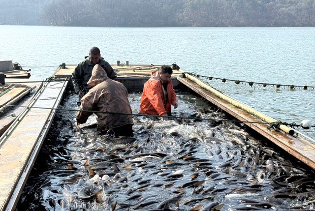 確山縣：冬捕開網(wǎng)魚滿艙 湖鮮飄香迎新春