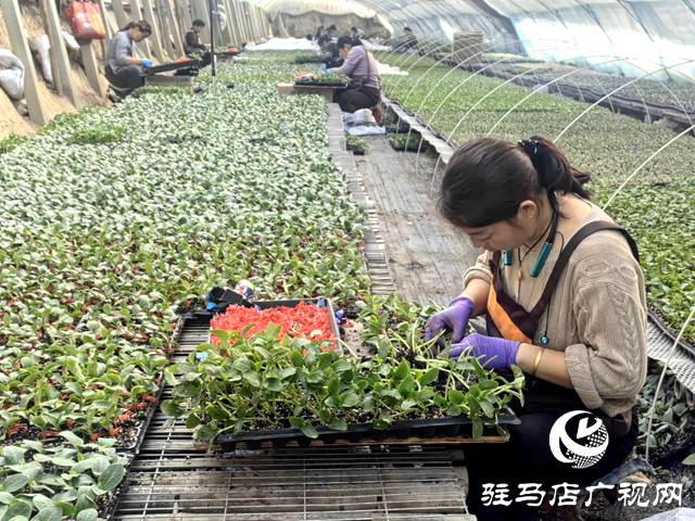 驛城區(qū)水屯鎮(zhèn):智能育苗“綠意濃” 產(chǎn)業(yè)興農(nóng)“春來早”