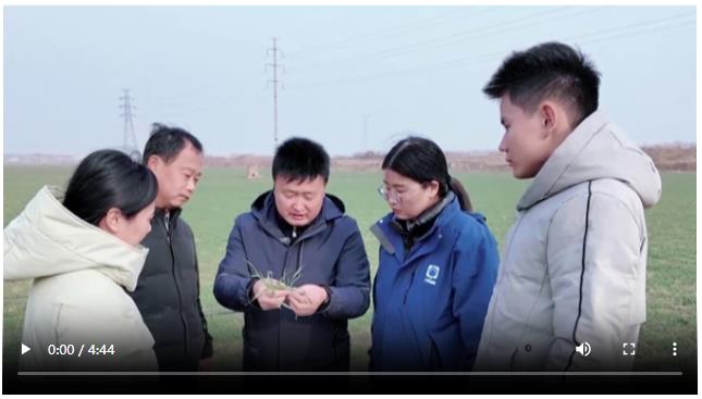 “一根針”有救嗎？跟著老劉去把“麥”丨新春走基層