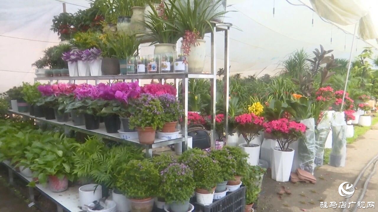 正陽縣：新春花市購銷旺 花香滿園年味濃