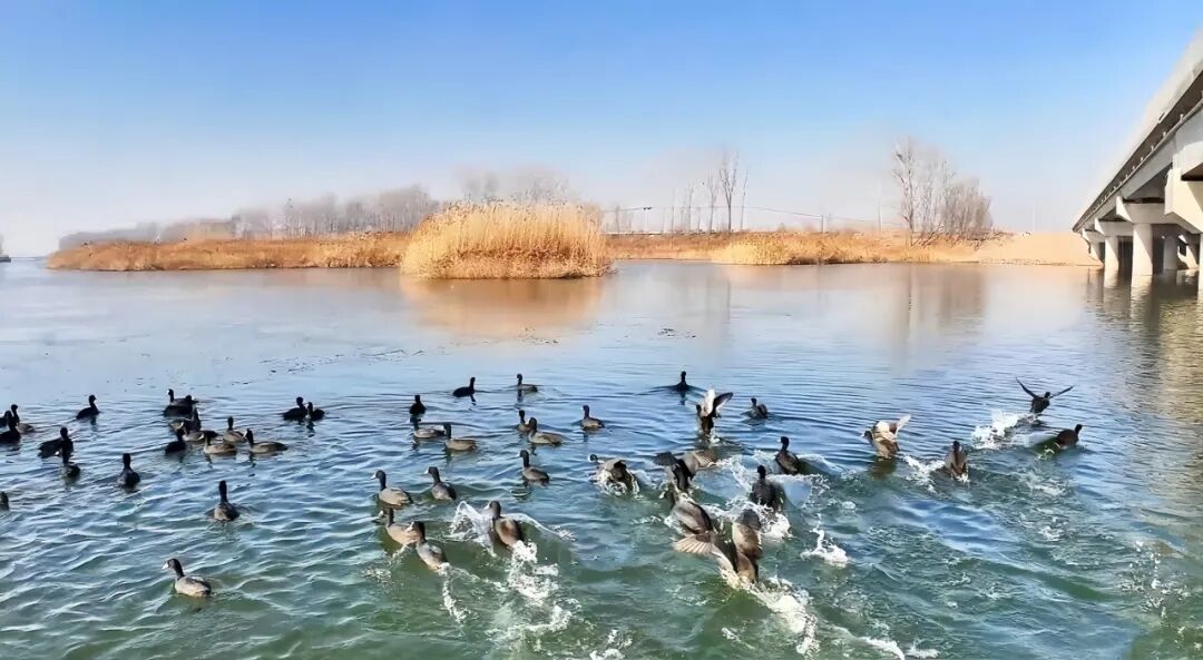 一河兩省三縣，彩禮最高6萬