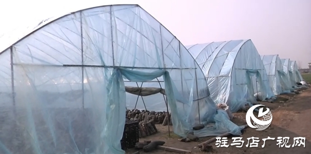 新蔡退伍兵張遠(yuǎn)東：香菇撐起鄉(xiāng)村致富傘