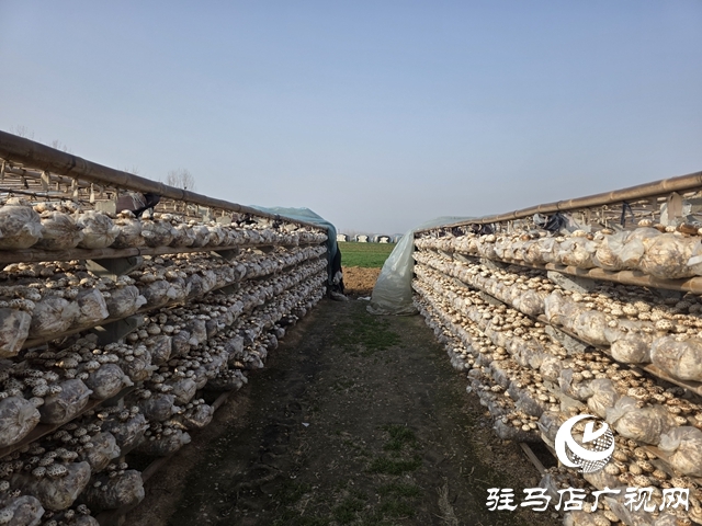 驛城區(qū)石古莊:花菇產(chǎn)業(yè)激活鄉(xiāng)村振興新動能
