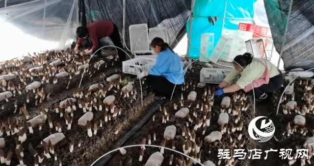 上蔡楊仕位村：羊肚菌棚里的新春&ldquo;致富經(jīng)&rdquo;